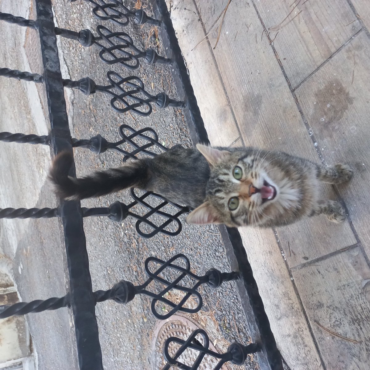 Ankara, 5 aylik, disi. Bahce kedisi, evde bakmak isterseniz aşırı sevecen. Muracaat dm.