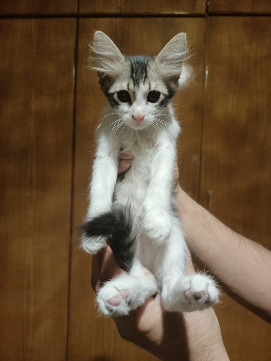 Ankara Yuva İlanı Acil‼️
Bu çocuklar bugün yuva bulamazlarsa yarın sokağa dönecekler, evde büyüdüler sokağı bilmiyorlar, 2,5 aylık, kuru mama yiyen, kum kullanan, aşıları yapılmış, ilk foto erkek diğerleri dişi acil yuva arıyorlar, geçici yuva da olur iletişim 0 (533) 541 11 27