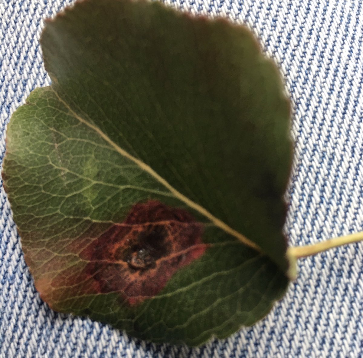 Jim Morelli tweet media