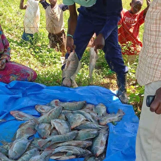 PRACAquatics's tweet photo. Imagine some one who harvested 3000 pieces of Fish and sold each at 10k do the Math. Fish Farming is Winning. For consultancy and rearing system construction (Pond or cage,etc) services and all Agriculture inputs
Call +256700339000 or
WhatsApp +256701972215.
@FishfarmingUg https://t.co/37Ps9wwJDX
