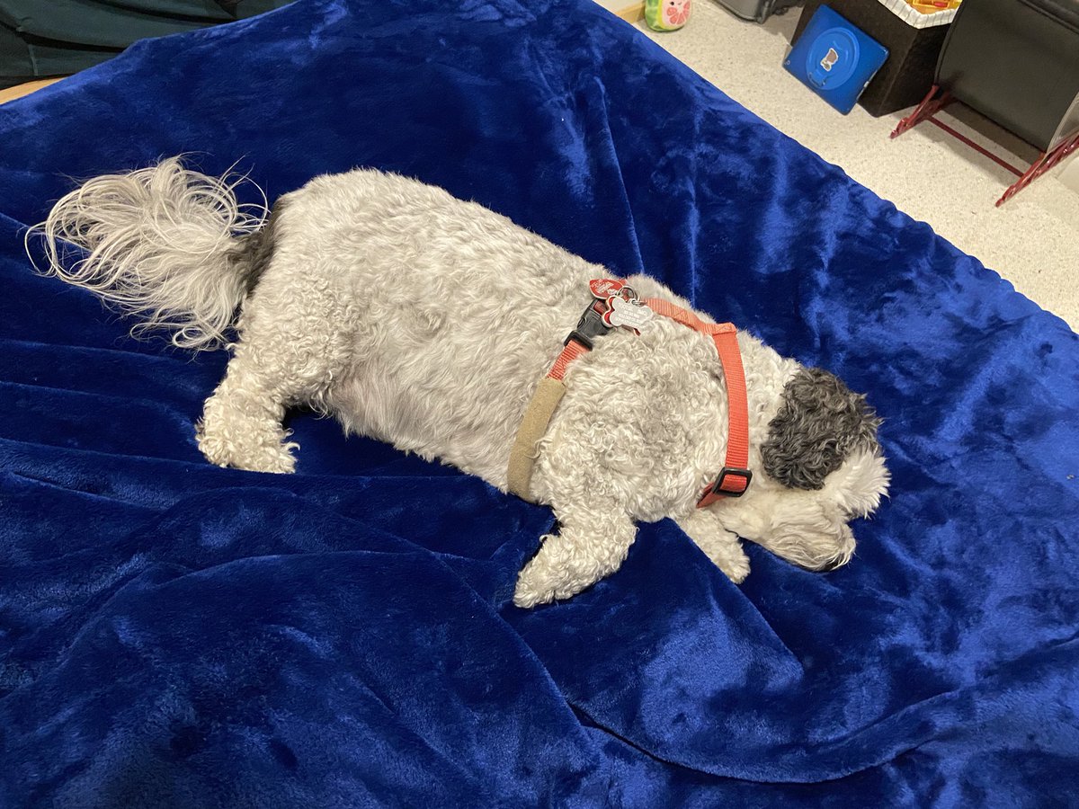 tobcou02's tweet photo. And here’s a dog that looks like a manatee. https://t.co/v0fTkjjjgL