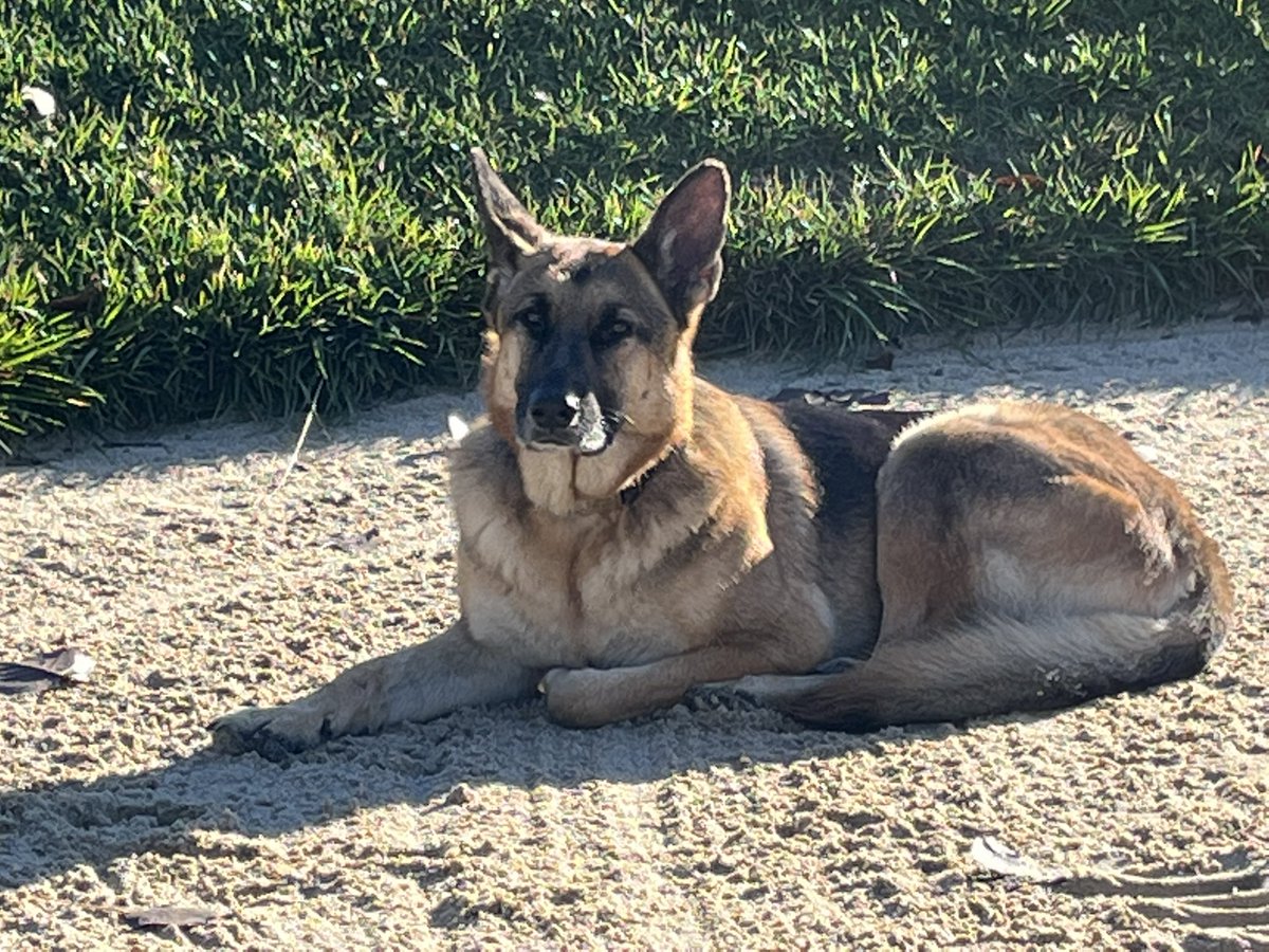 HFTurf's tweet image. Gorgeous ☀️, crisp Fall day for the start of aerification! Mya, of course, is doing a great job of supervising. Course will re-open Friday!