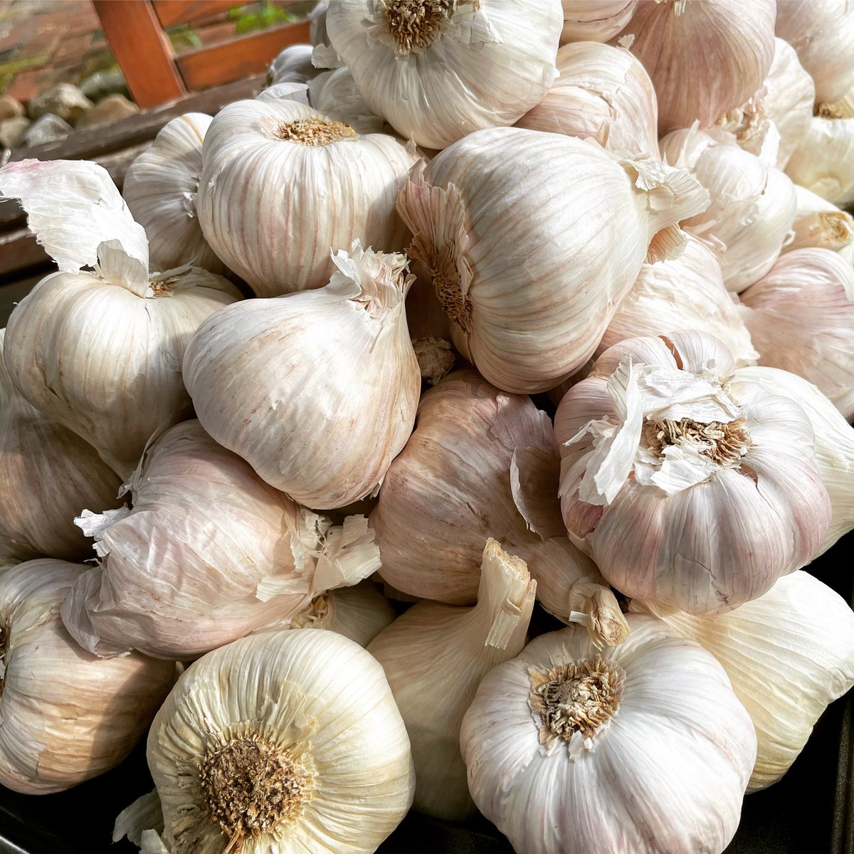 Back Door Bakeshop tweet media