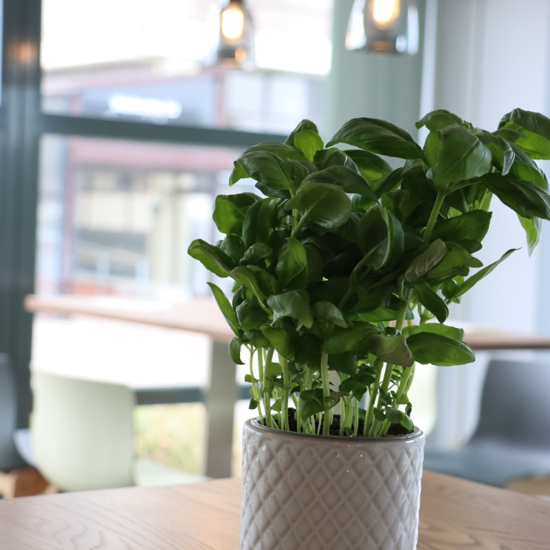 ExeterCollege's tweet photo. 🖌️ Over the summer we have been busy giving our student-run restaurant a make-over.

It looks 👌 😍

Here's a little sneak preview. Pop by and say hello soon.

Book a table using the link below 👇

#ExeCollProud | #FineDining | #DevonFoodie | #ChefsoftheFuture