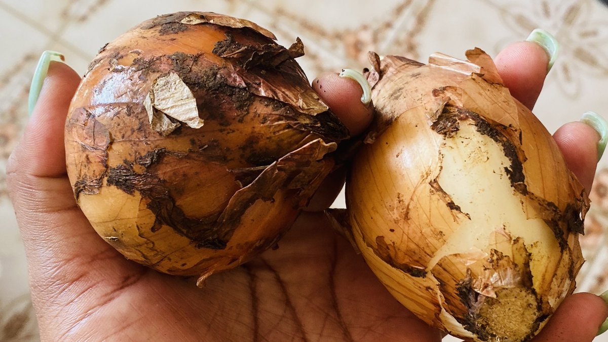 MydSTCIMA's tweet photo. Men 50 goud tomat, 50 goud patat, 75 goud zonyon ak 100 goud bannann nan mache Pòtoprens. Kijan pou n fè pa mouri grangou😳. 
#Haiti #Inflation #LaviChè #Grangou https://t.co/CPn3kuFJke