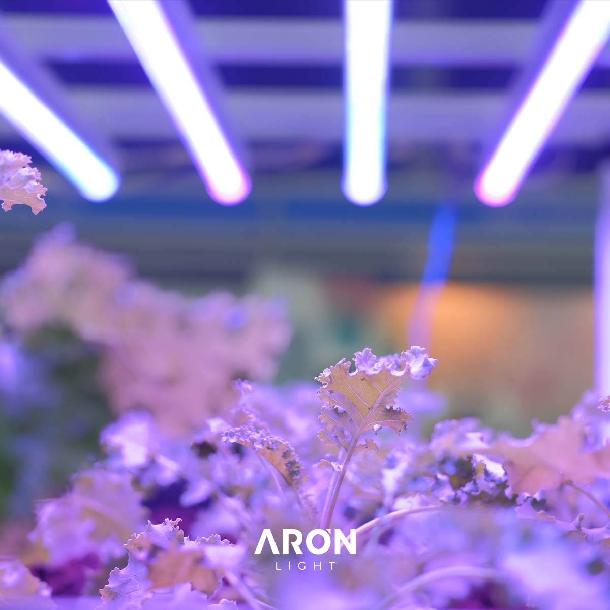led_aron's tweet image. Na Aronlight encontra as soluções ideais de iluminação para horticulture.

Saiba mais em: aronlight.com

#light #lightsolutions #horticulture #horticultura #cannabis #greenhouse #greenhouselight #greanleaf #lightforgreenhouse #plants #plantslight