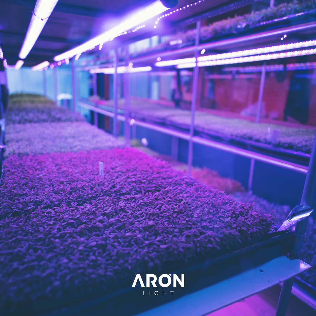 led_aron's tweet image. Na Aronlight encontra as soluções ideais de iluminação para horticulture.

Saiba mais em: aronlight.com

#light #lightsolutions #horticulture #horticultura #cannabis #greenhouse #greenhouselight #greanleaf #lightforgreenhouse #plants #plantslight