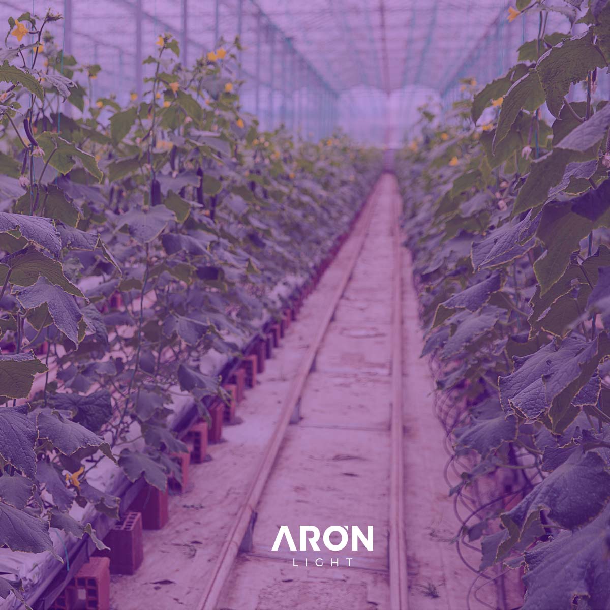 led_aron's tweet image. Na Aronlight encontra as soluções ideais de iluminação para horticulture.

Saiba mais em: aronlight.com

#light #lightsolutions #horticulture #horticultura #cannabis #greenhouse #greenhouselight #greanleaf #lightforgreenhouse #plants #plantslight