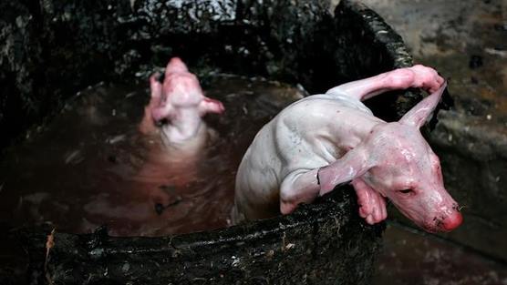 Occupy UN 4 Animals tweet media