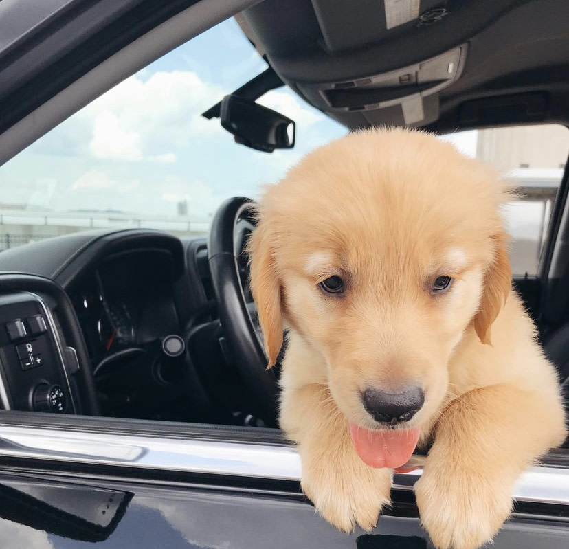 A little Chevy (🐶) in a big Chevy (🛻).

📸: @Chevyventures