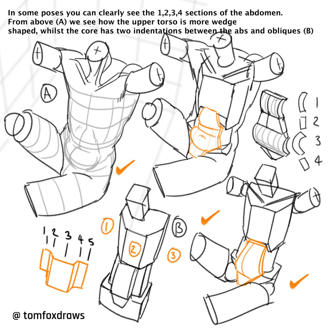 tomfoxdraws's tweet photo. In some poses you can clearly see the 1,2,3,4 sections of the abdomen. From above (A) we see how the upper torso is more wedge shaped, whilst the core has two indentations between the abs and obliques (B). https://t.co/br6Fk3UQ2E