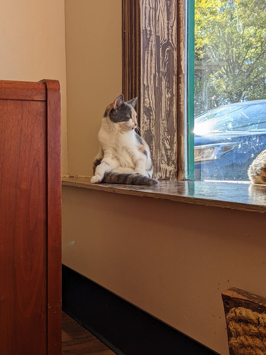 MeWowCatCafe's tweet photo. How cats think: It's a beautiful day. Time for a bath. ๐น๐น๐๐ฝ #catsbelike #cats #mewowcatcafe https://t.co/wg2wgFngeX