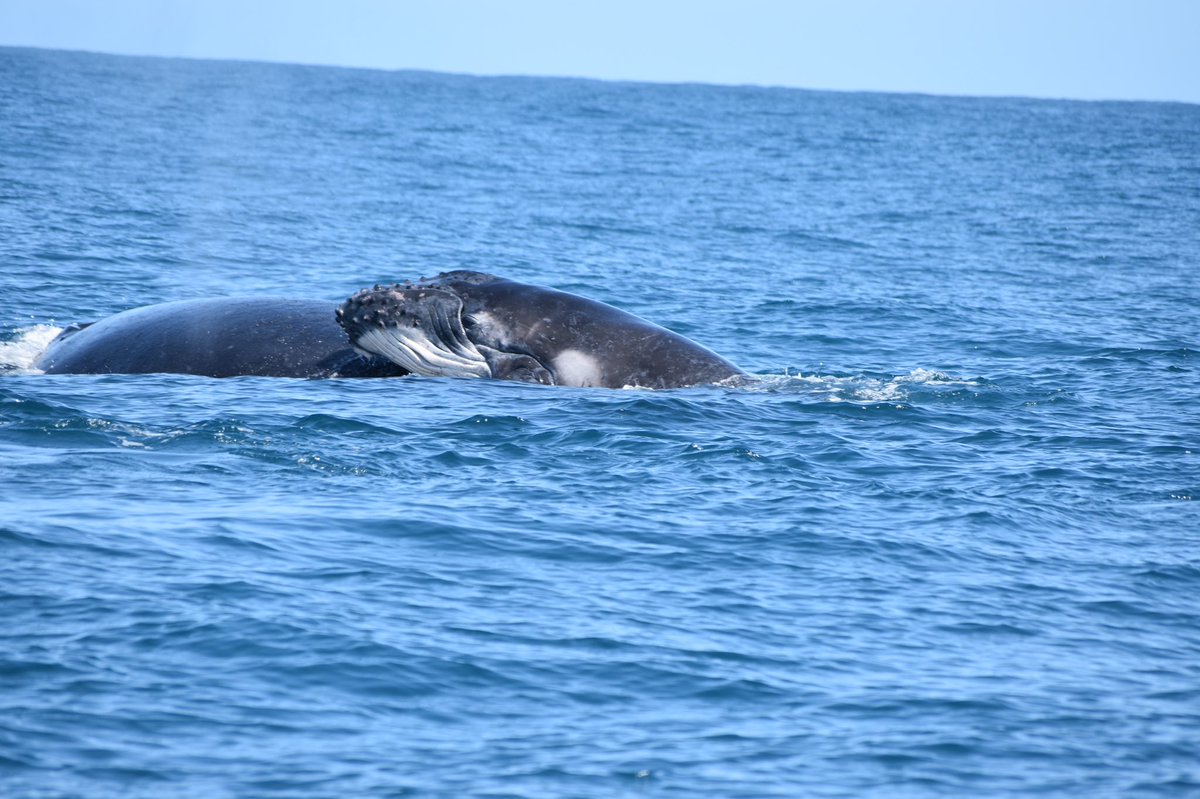 hatchlinguist's tweet photo. My favourite pic that I took here on Île Sainte-Marie, Madagascar with @cetamada studying humpback mother/calf interactions https://t.co/BcEFDrADBb