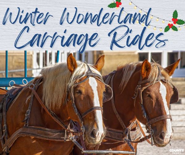 Saddle up for the season by spending the evening in a festive horse-drawn carriage. Trot through Tilles Park and gaze at the splendor of Winter Wonderland. Tickets go on sale on October 3 at 10am. Register online through MetroTix: ow.ly/n7tS50KPh7V or call 314-534-1111