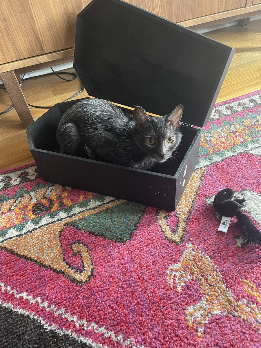 Imagine not having a lil gremlin from hell as your best friend