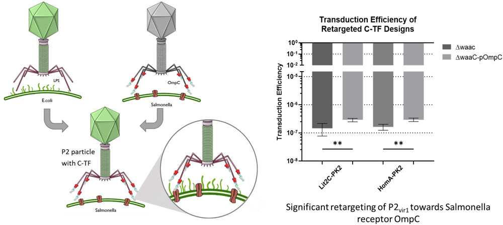 "Here, we re-engineered the Escherichia coli phage P2 to alter its tropism toward pathogenic bacteria."

<a href="/bio_tabs/">Dr Tabs</a>, <a href="/alanlparker/">Alan Parker</a>, and <a href="/a_jaramillo_r/">Prof. Alfonso Jaramillo</a> provide evidence that pseudotyping P2 is feasible, suggesting a route to engineer designer phages. 

pubs.acs.org/doi/full/10.10…