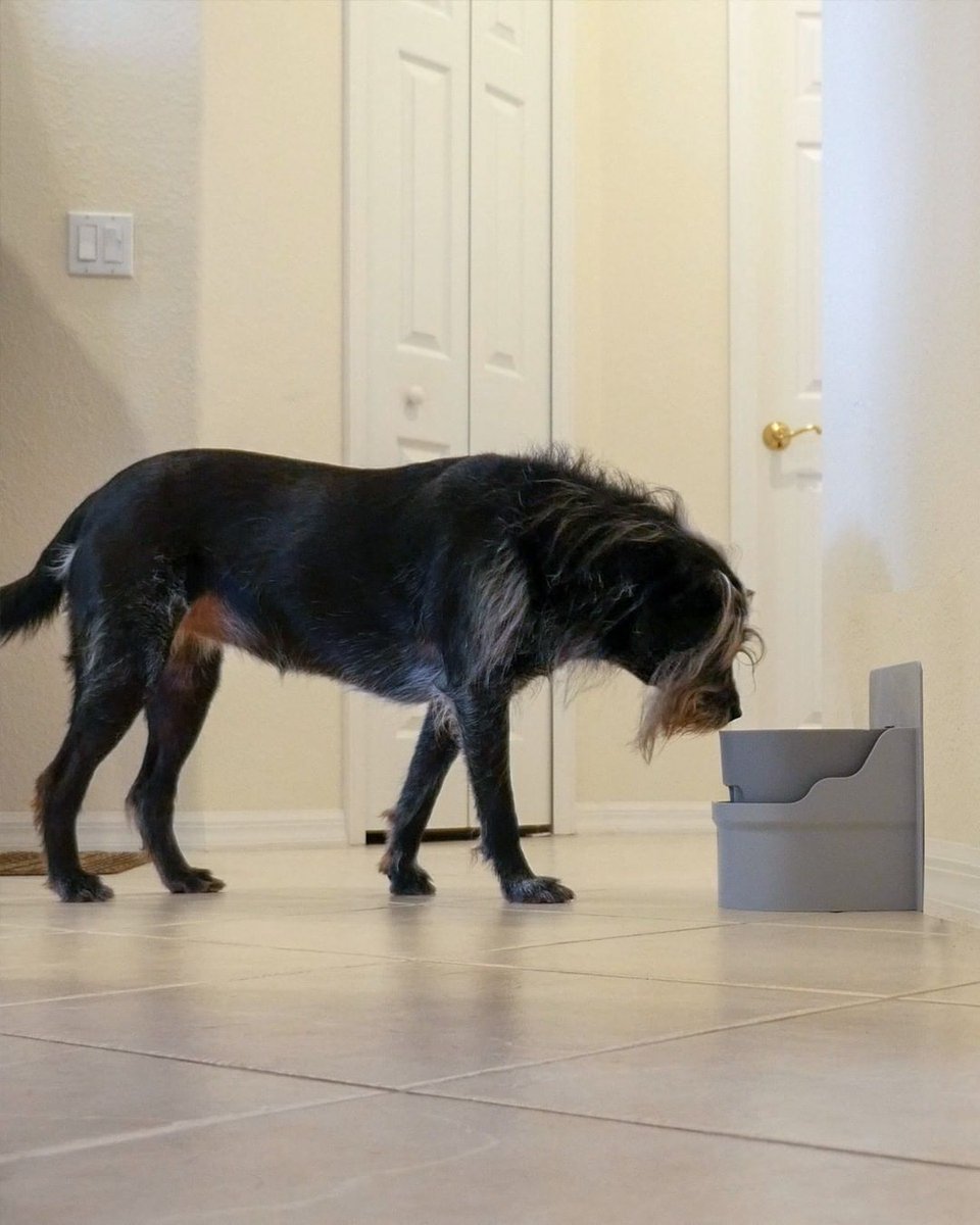 Perpetual Well ensures your 🐶pet🐱 has constant access to a fresh, filtered bowl of water.

Learn More at perpetualwell.com

#dogsofinstagram #dog #dogs #doggy #doghealth #doglovers #dogcare #rescuedogsofinstagram #dogoftheday #doglife