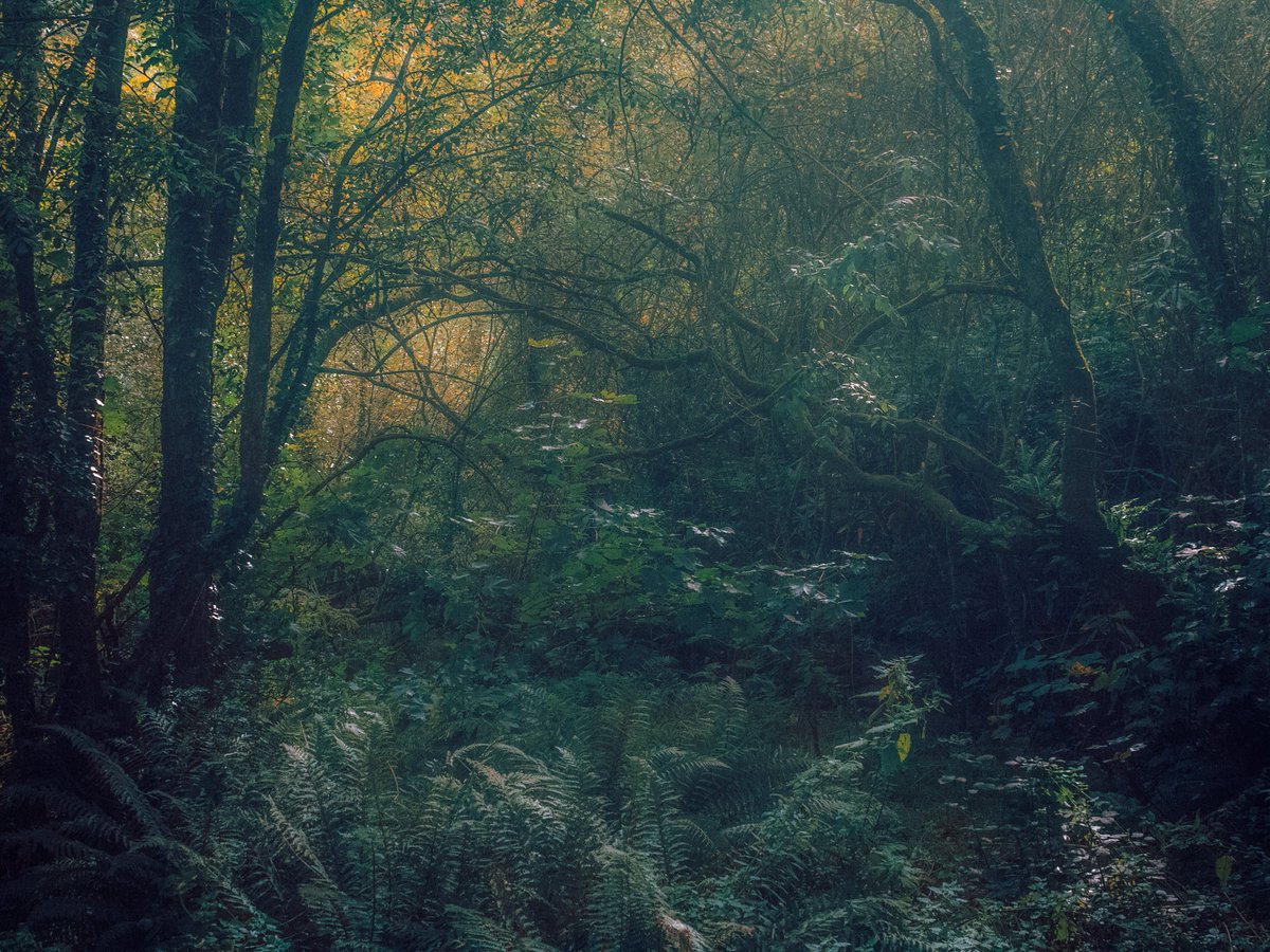 Sean Murphy tweet media