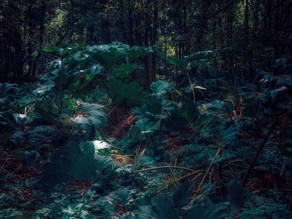 Sean Murphy tweet media