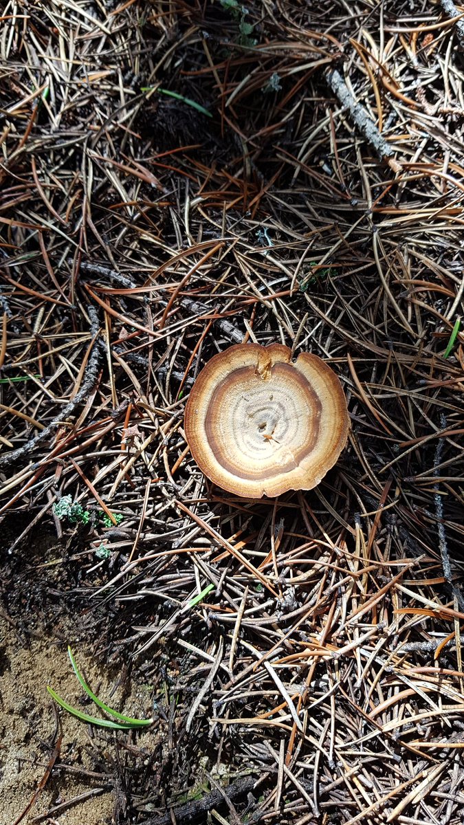 Fall is typically a good time to see a lot of mushrooms in the field, this one is from earlier this summer in northern Ontario, I have no idea what it is but I like that it reminds me of tree rings #fungi #fieldwork