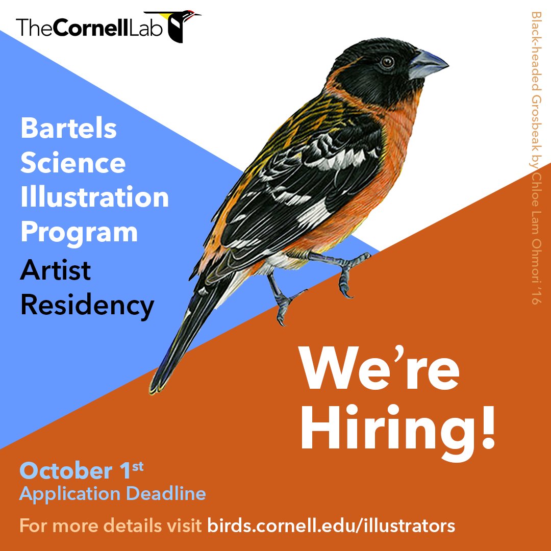 Attention early career artists: we're hiring!! Apply by Oct 1 for our Bartels Science Illustration Program. Full-time, paid, temporary positions to create beautiful, informative art for sci papers, journalism & outreach. Details: bit.ly/3UDqzLX #scicomm