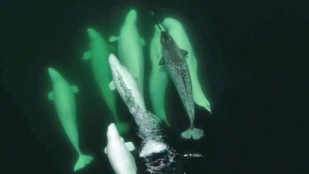 whales_org's tweet photo. If you are ever having a bad day, just remember that a pod of #beluga whales adopted a stray narwhal back in 2016. That narwhal has been hanging out with its beluga buddies ever since! 🥺  https://t.co/xgyyuDN3DI https://t.co/r9GE7hwLAW