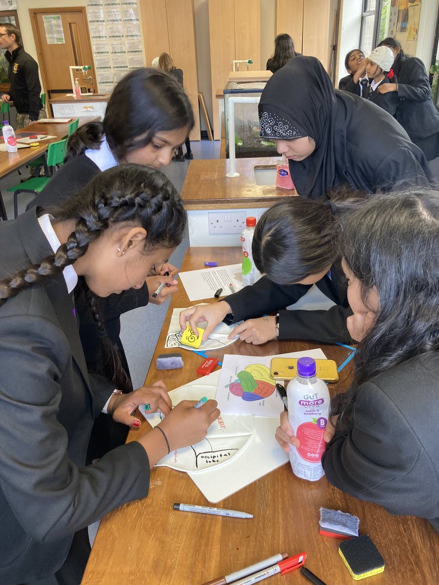 Biology_NHS's tweet photo. First biology club of the year was a huge success. Year 7 mapped the different lobes of their brain to prepare for brain dissections next session! 🧠 https://t.co/X7bssfNSBb