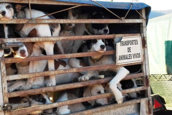 Los animales no votan, pero nosotros sí. Recordadlo
#PSOENiUnSoloPerroAtras
<a href="/sanchezcastejon/">Pedro Sánchez</a> <a href="/PSOE/">PSOE</a>