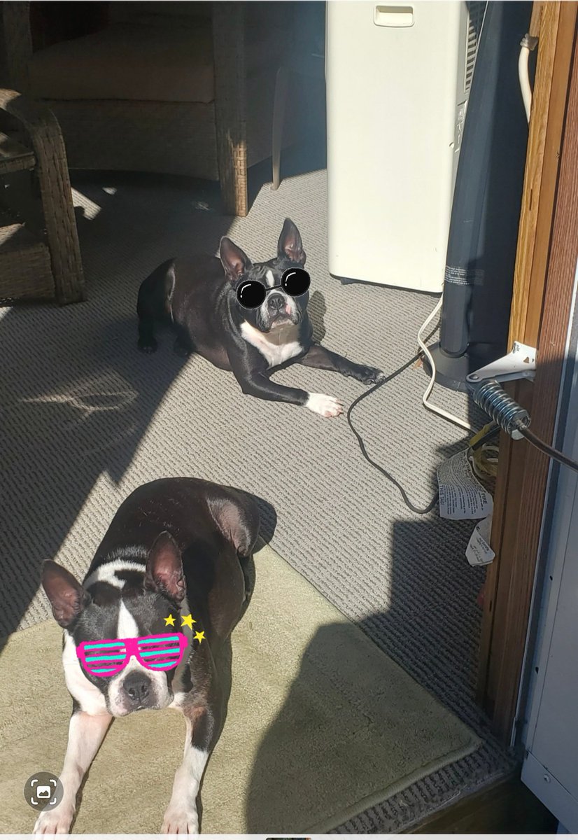 Sun is a little bright for these two. 🕶😎🐾🦴🐾🦴