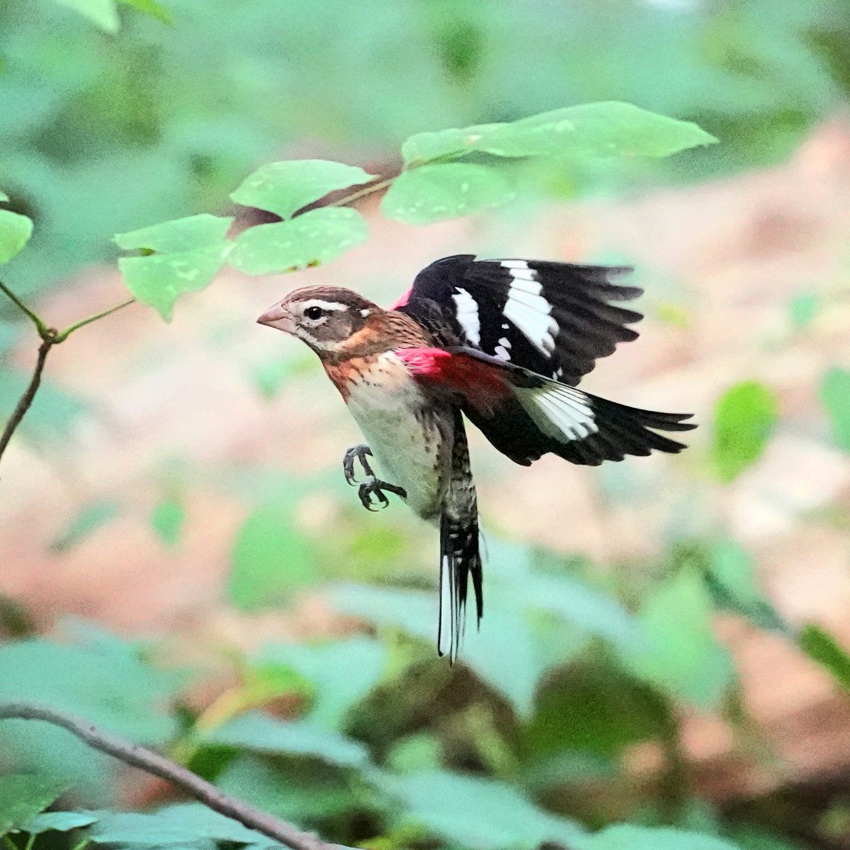 Rose-breasted Grosbeak at the Loch ,Central park.

#birdcpp #birdsinflight #flyingbirds  #birds_in_flight #rosebreastedgrosbeak @BirdCentralpark   #grosbeak