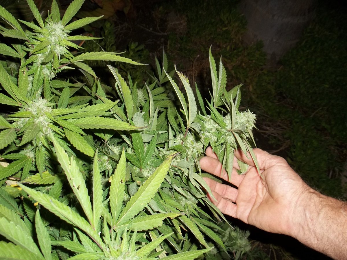 tomangell's tweet photo. NEW STUDY finds that marijuana legalization resulted in "decreases in obesity rates"—despite stereotypes about munchies and lazy stoners.

https://t.co/M1VtidcNFe https://t.co/jbe5iXDlr5