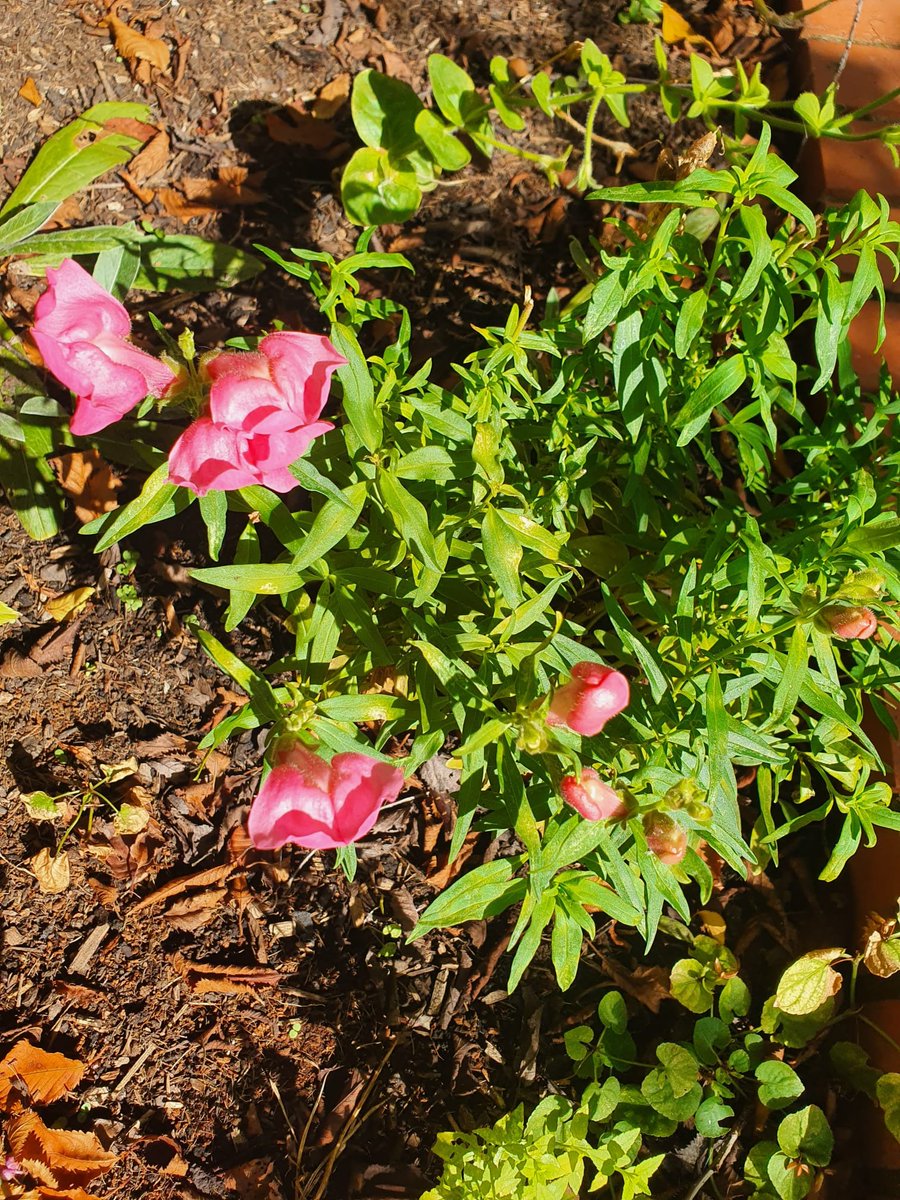 LPT MHSOP THERAPY (@lptmhsop) on Twitter photo Coleman's winning garden still blooming ๐ผ๐ท๐ธ <a href="/LPTnhs/">Leicestershire Partnership NHS Trust</a> <a href="/shifajussab/">Shifa Jussab</a> <a href="/Stephan82642692/">Stephanie Pollard</a> Coleman's winning garden still blooming ๐ผ๐ท๐ธ <a href="/LPTnhs/">Leicestershire Partnership NHS Trust</a> <a href="/shifajussab/">Shifa Jussab</a> <a href="/Stephan82642692/">Stephanie Pollard</a>