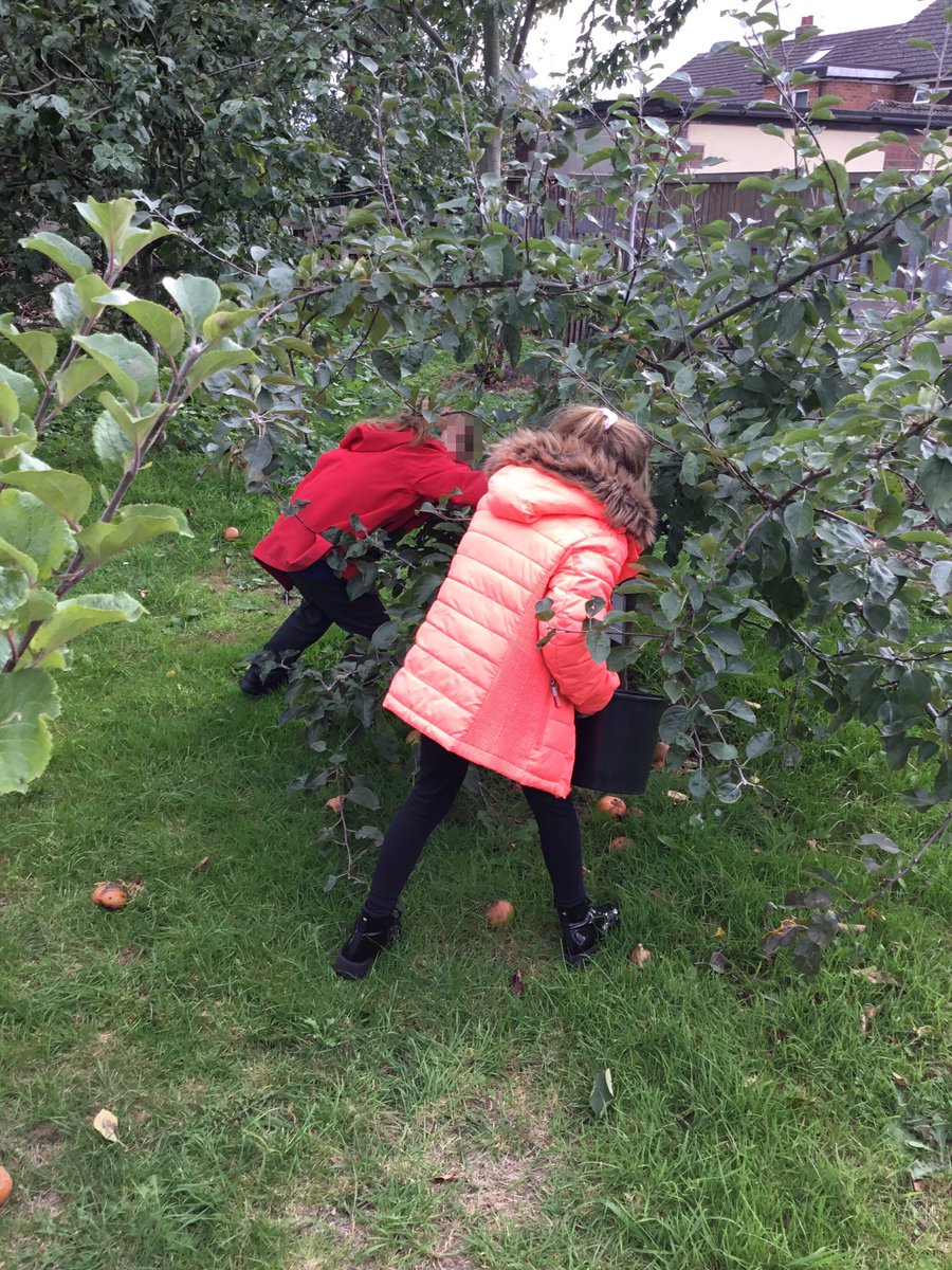 LeysFarm's tweet photo. We’ve been very busy in gardening club today, lots of crops to harvest! #lfjsGardening #lfjsOutdoorLearning https://t.co/Qw56XYzYXj