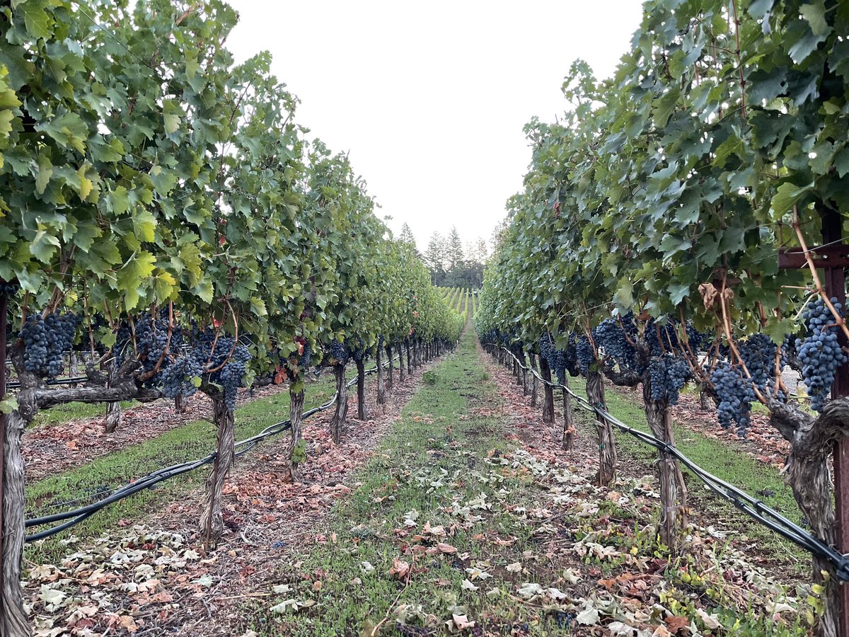 Harvesting our 2022 Aloft Howell Mountain Cabernet Sauvignon this morning!   #mondavisisterscollection #napavalley #howellmountain #cabernetsauvignon #harvest2022