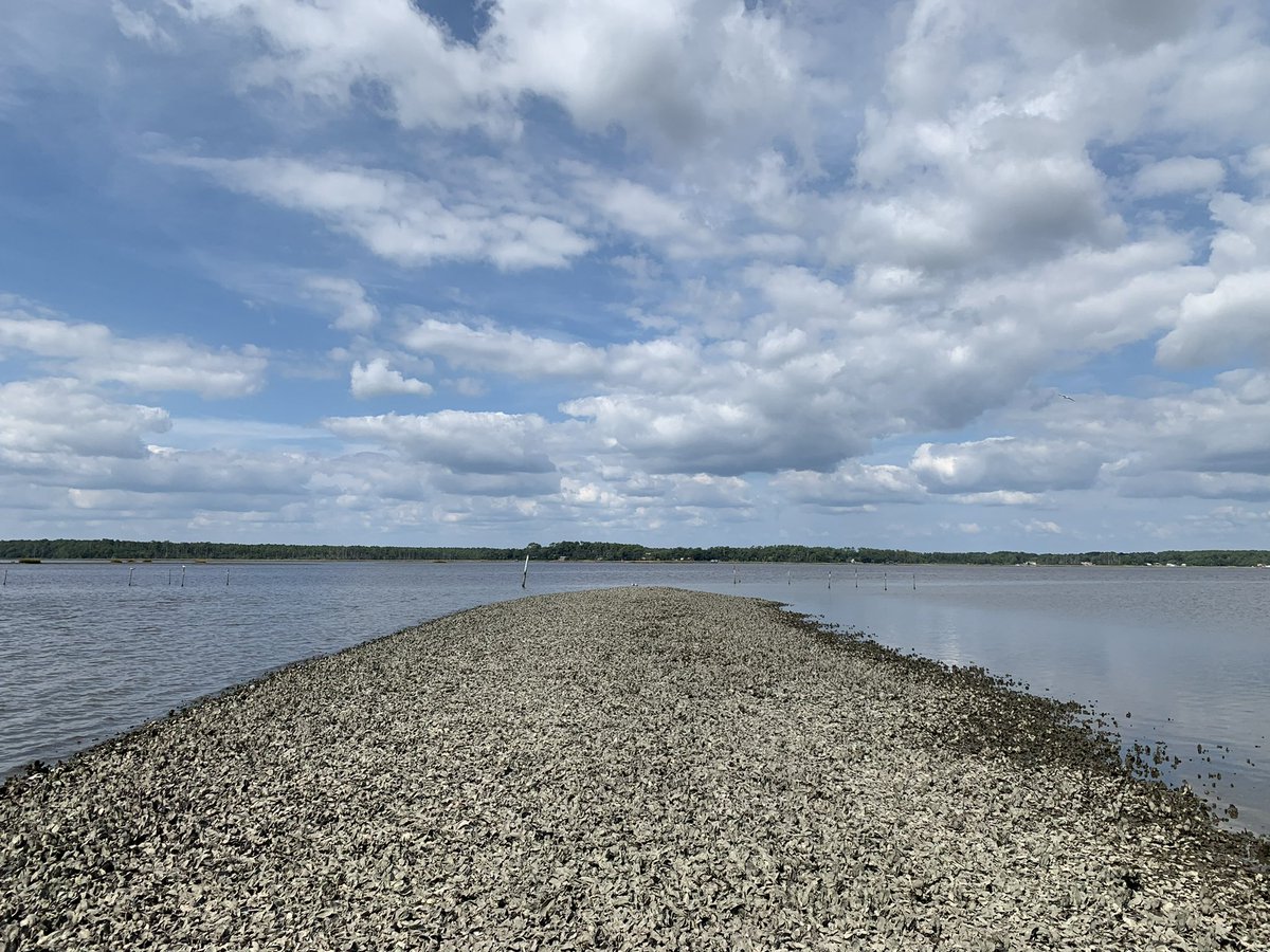 Nick Funnell (@nachofunnell) on Twitter photo Shellfish relaying allows oyster and clam harvest from closed areas under close supervision.
It’s a contentious practice for environmental, ecological, and financial reasons—will it continue?
Read about relay in <a href="/SeaGrantNC/">NC Sea Grant</a> ‘s Coastwatch!
ncseagrant.ncsu.edu/coastwatch/cur… Shellfish relaying allows oyster and clam harvest from closed areas under close supervision.
It’s a contentious practice for environmental, ecological, and financial reasons—will it continue?
Read about relay in <a href="/SeaGrantNC/">NC Sea Grant</a> ‘s Coastwatch!
ncseagrant.ncsu.edu/coastwatch/cur…