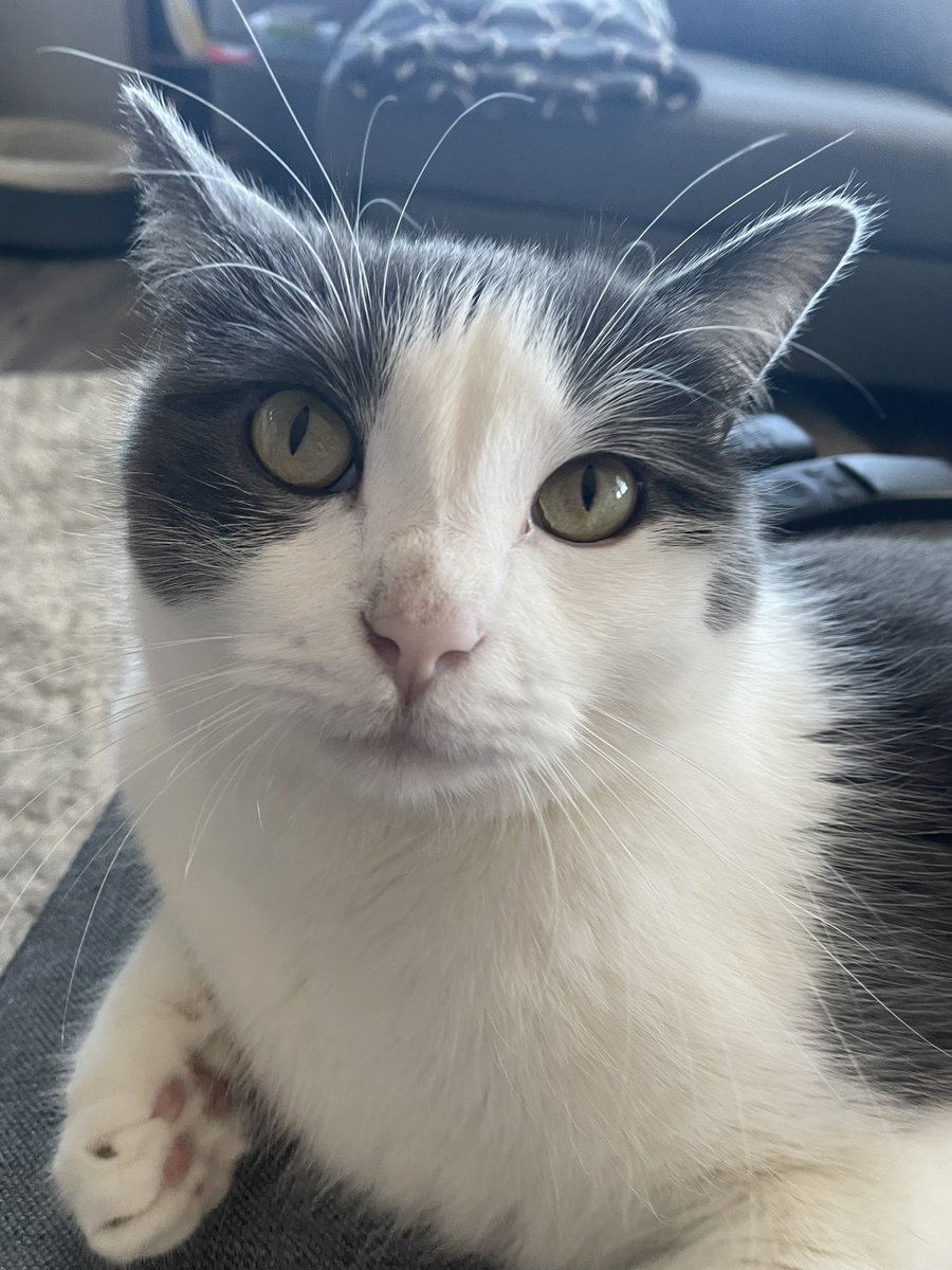 AlmostAllfather's tweet photo. happy Monday furiends! may your day be filled with sunny naps and lots of snacks 

#CatsOfTwitter #CatsOnTwitter https://t.co/GQnixnGPZq