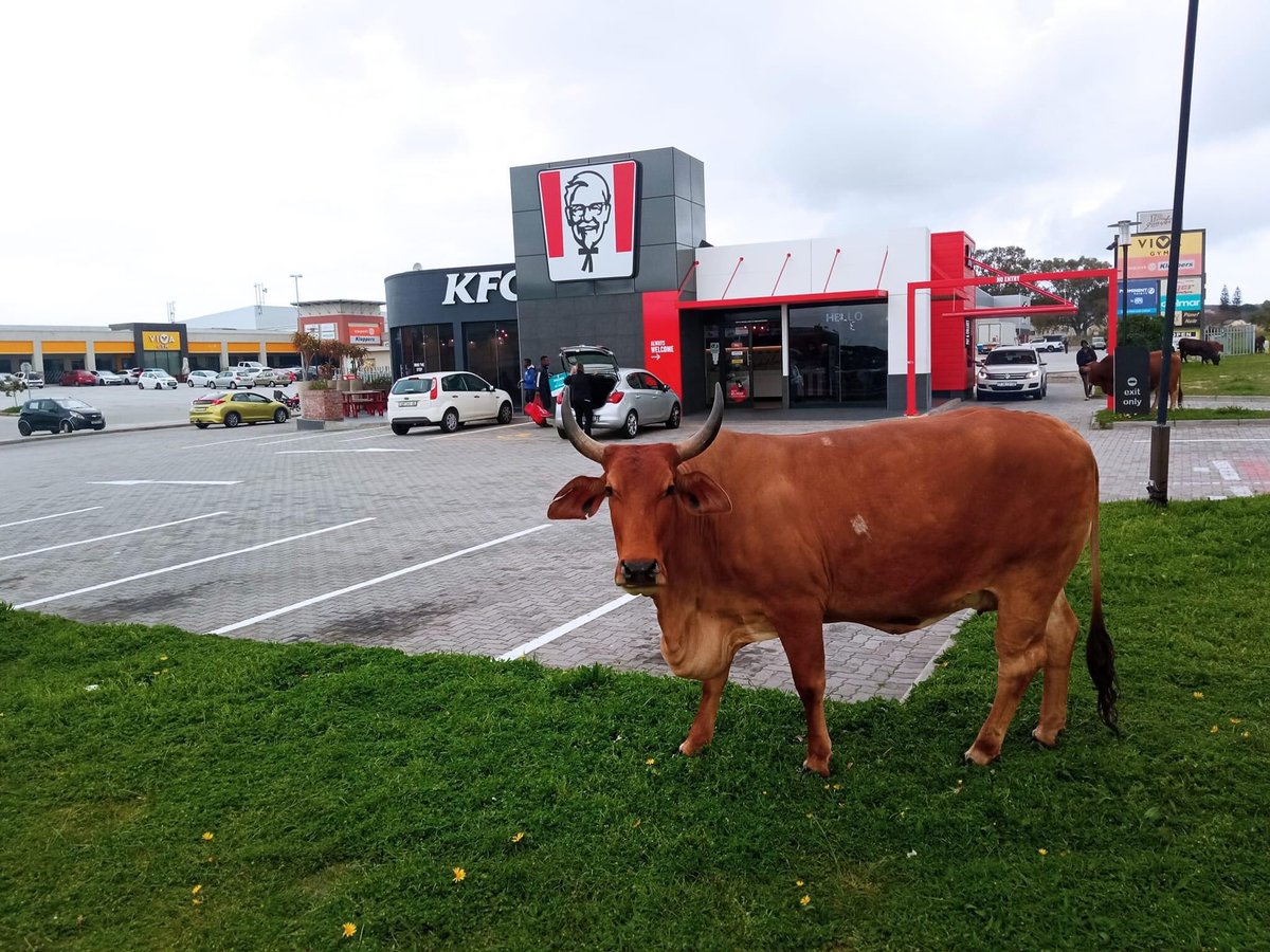 Me submitting my CV knowing damn well I won’t get the job 😂😂