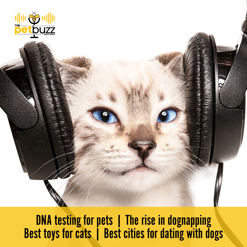 CharlotteReed's tweet image. If you missed @ThePetBuzz radio show this weekend, catch the replay on the podcast!

🎧 apple.co/3dyoYkH

#petdna #petdnatesting #datingwithdogs #cattoys #ThePetBuzz #pettalk #petnews #pettalkmag #dogparent #dogparents #petparent #petpodcast #petpreneur
