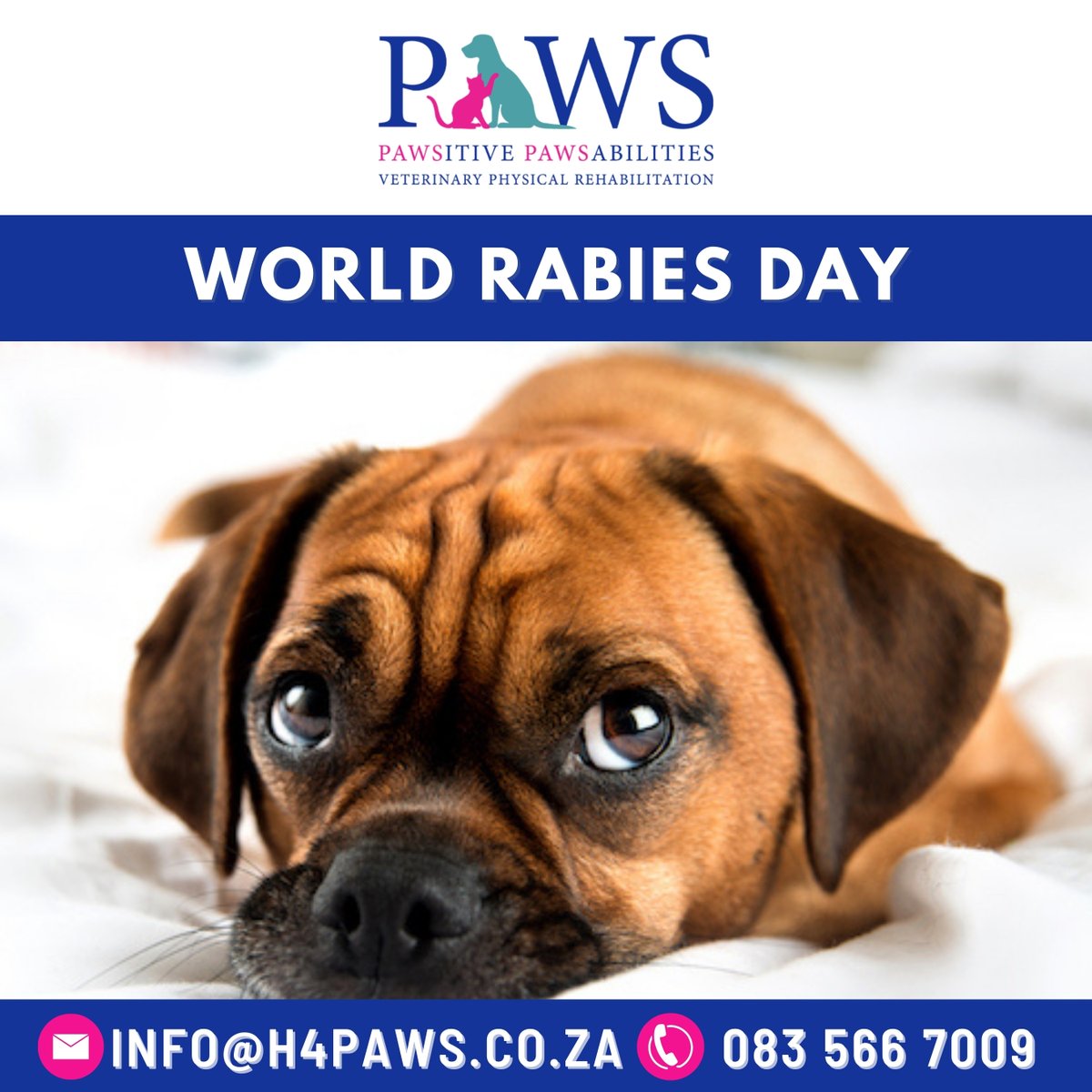 Paws-itive Paws-abilities tweet media