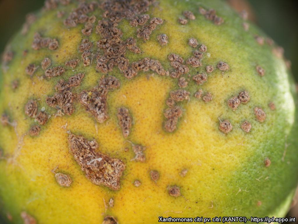 EPPO OEPP tweet media