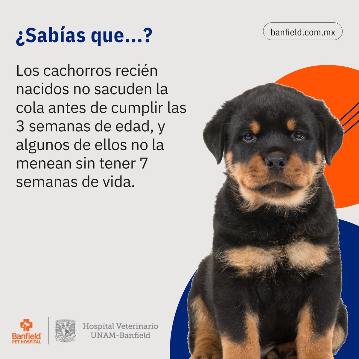 Banfield Mexico tweet media