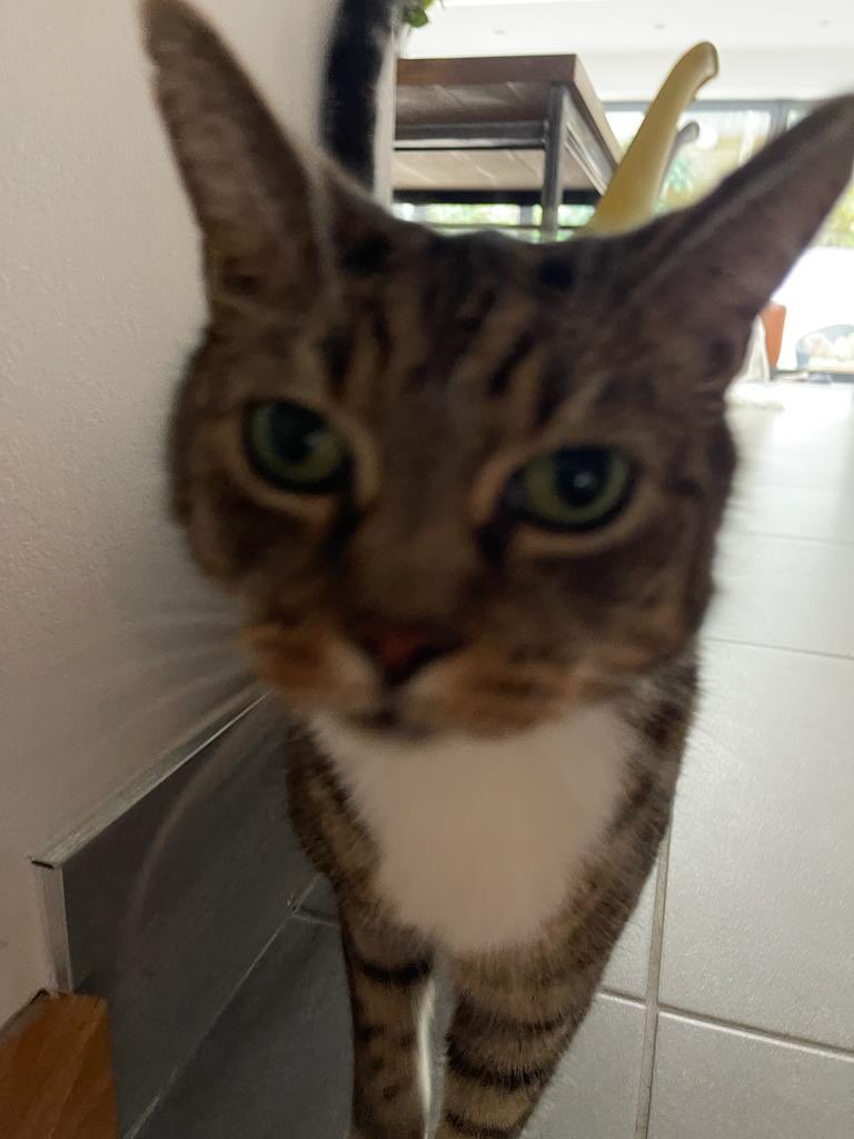 What do you mean bat cat Mummy ??