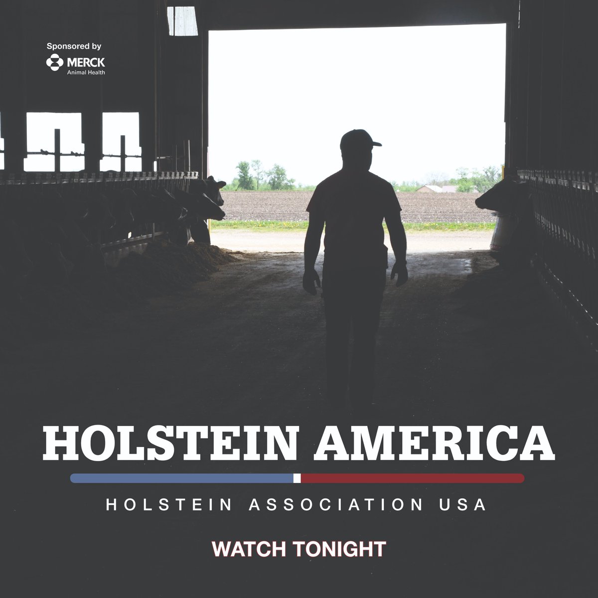 Holstein America broadcasts TONIGHT on RFD-TV! 

We hope you'll join us for the hour-long segment featuring Registered Holstein breeders and their unique stories. 

Tune in at 8 p.m. EST or visit our website after the show. 🐄 #HolsteinAmerica