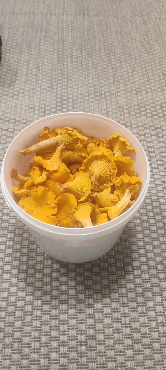 Ei tästä tuu kyllä yhtään mitään. Suppilovahveroita lähdin etsimään ja lopputuloksena pelkkiä pettymyksiä.