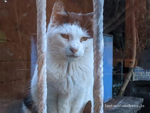 A male cat was found on 16/08/2022 in Windsor Avenue, #Dublin 3 lostandfoundpets.ie/62dve8 #fpie