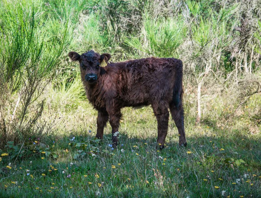 Eventyrerne's tweet photo. Brombærtid! Men hvor kan du plukke dine brombær? Få vores tips og gode råd om at plukke #brombær – fra vores brombærture til #Mols. 
https://t.co/lCVwavjnKX https://t.co/oM9eQyNkZV