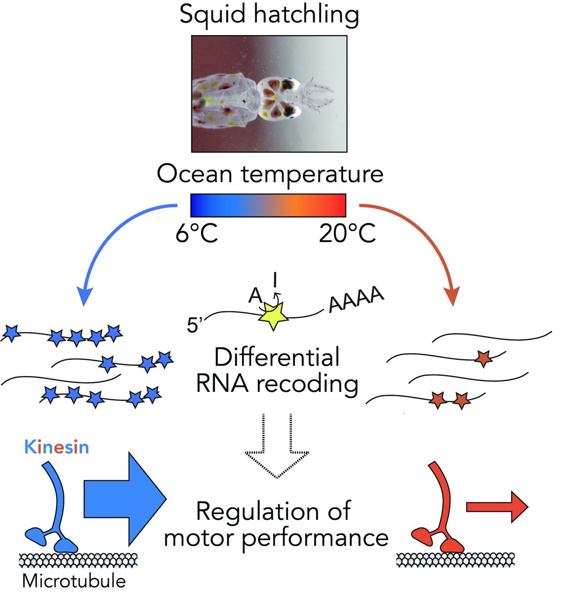 Check out Kavita Rangan’s work in this new preprint from our lab! We show that wild squid rapidly employ RNA recoding to generate unique kinesin motor variants in different ocean temperatures. doi.org/10.1101/2022.0… 1/