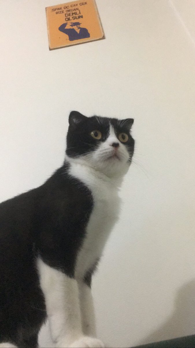 Bu ekonomi de dört yavru doğuracağını öğrendi 🤣