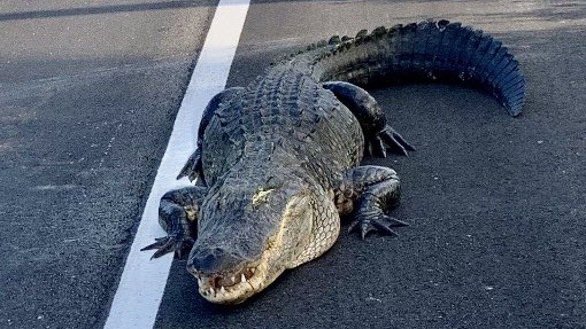 would u tell him he's out of bounds or let it rock