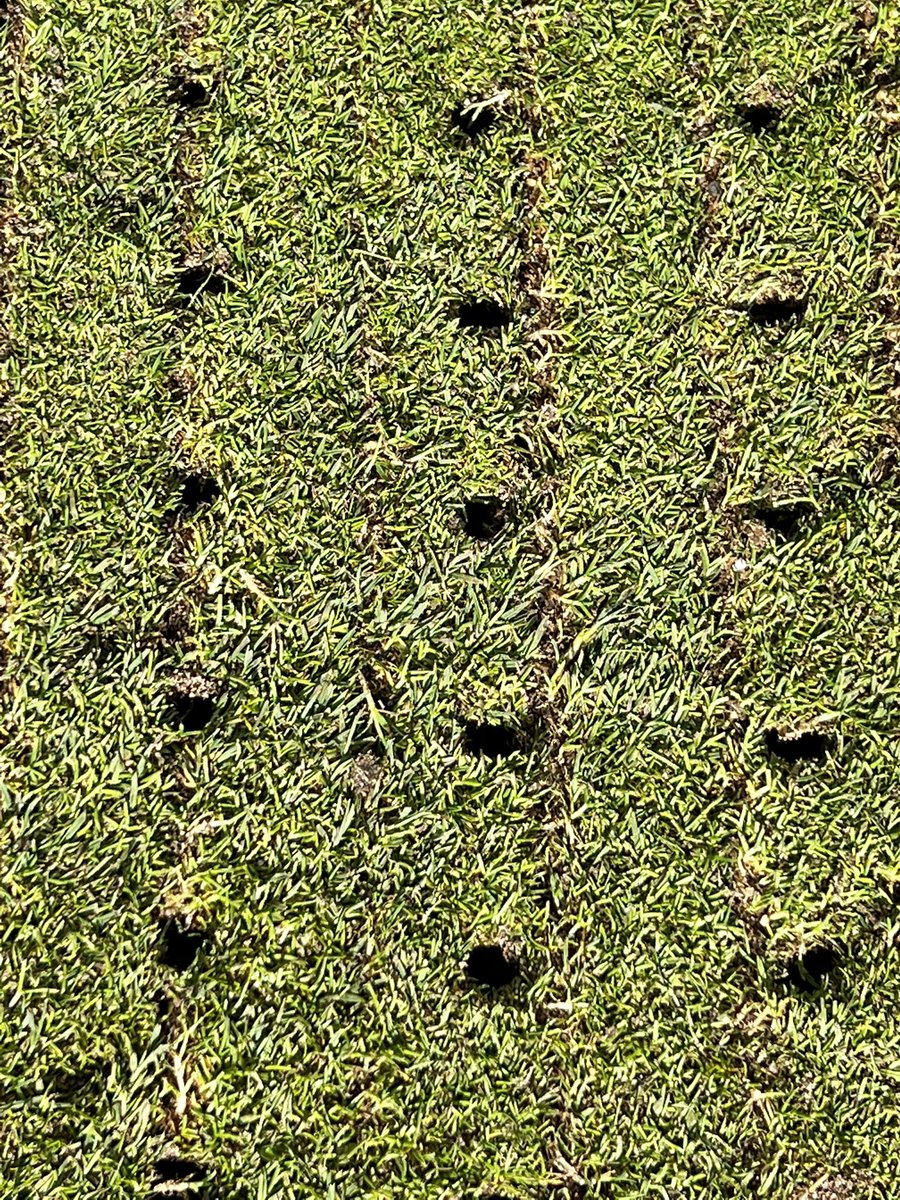 Day 1 of maintenance week completed. After a wet start it’s been a good day! Greens verti cut, deep vert drained, deep scarified, micro hollow cored on a tight spacing and boarded/blown clean.🤞 for another dry day to finish the other 9 tomorrow.